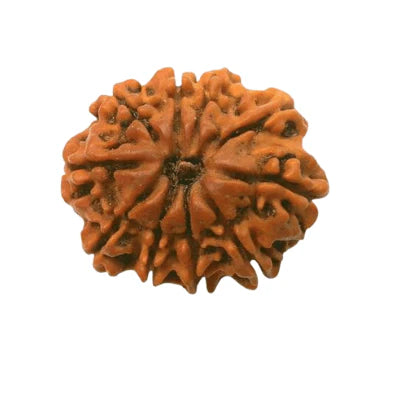 10 Mukhi Rudraksh Pendant