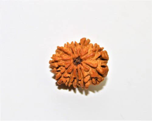 11 mukhi Rudraksh Pendant
