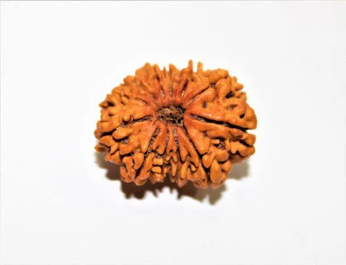 12 mukhi Rudraksh Pendant