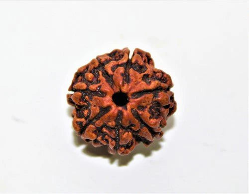 7 Mukhi  Rudraksh Pendant